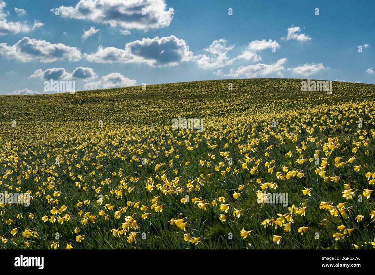 Francia, Puy de Dome, Super Besse, Parco Naturale Regionale dei Vulcani d'Alvernia, daffodils fioriti nei prati Foto Stock