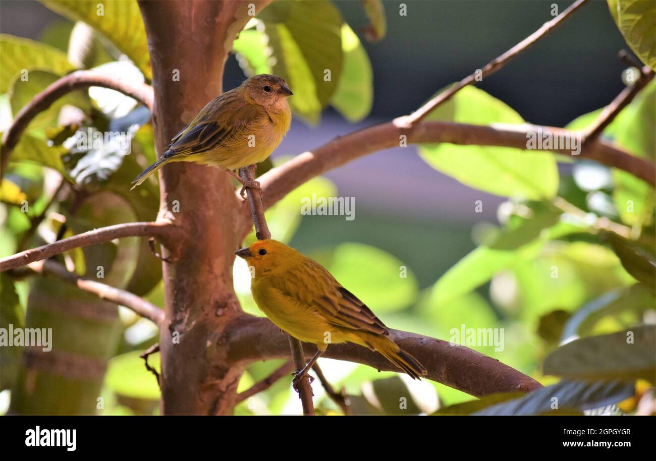 Canarinhos (sicalis flaveola) Foto Stock