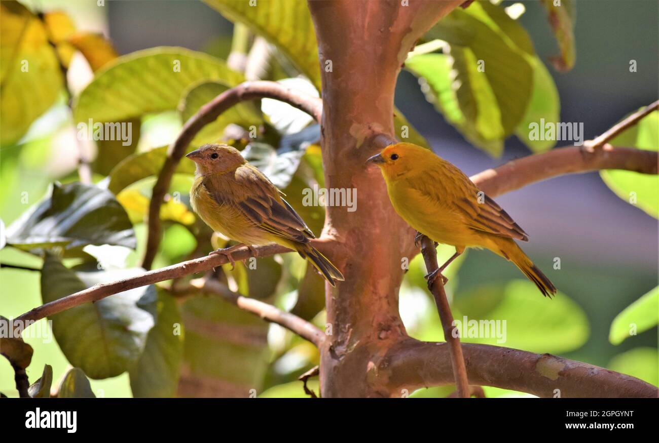 Canarinhos (sicalis flaveola) Foto Stock