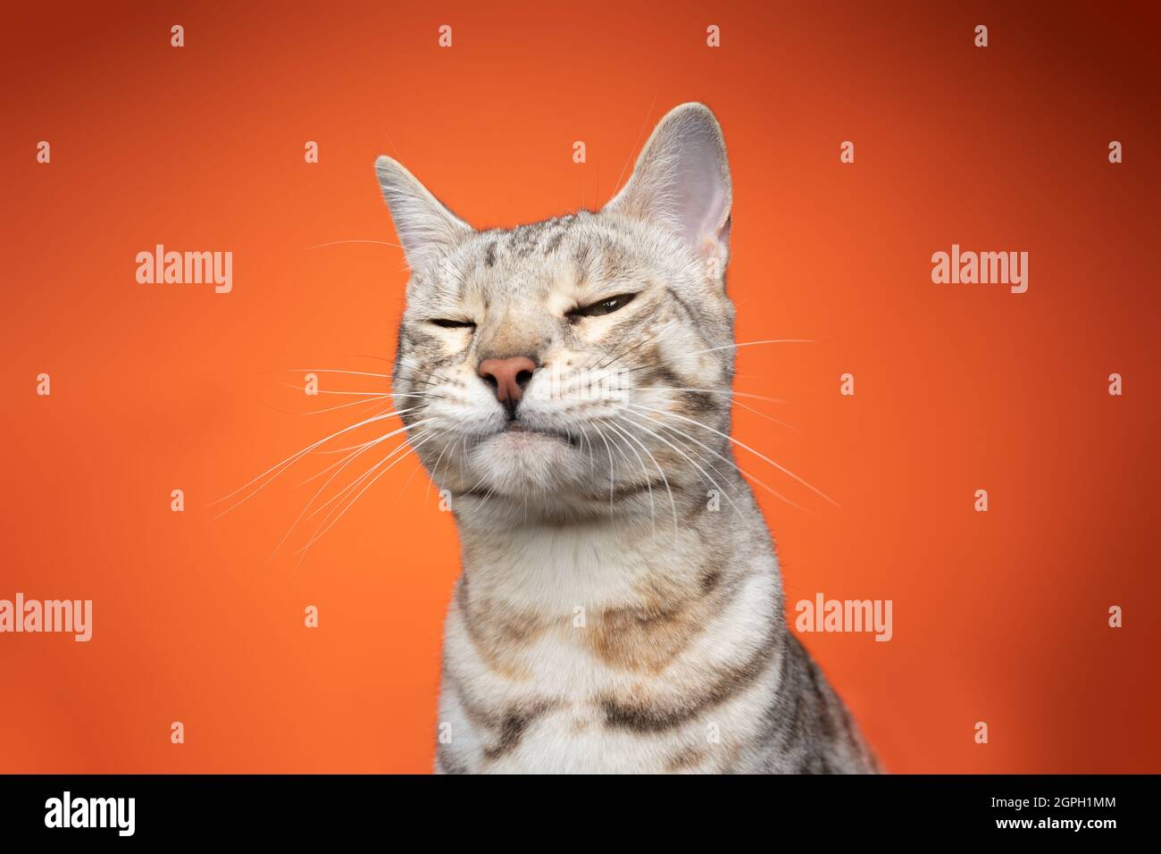 ritratto divertente di un gatto bengala che guarda la macchina fotografica sbattendo sospetto su sfondo arancione con spazio copia Foto Stock