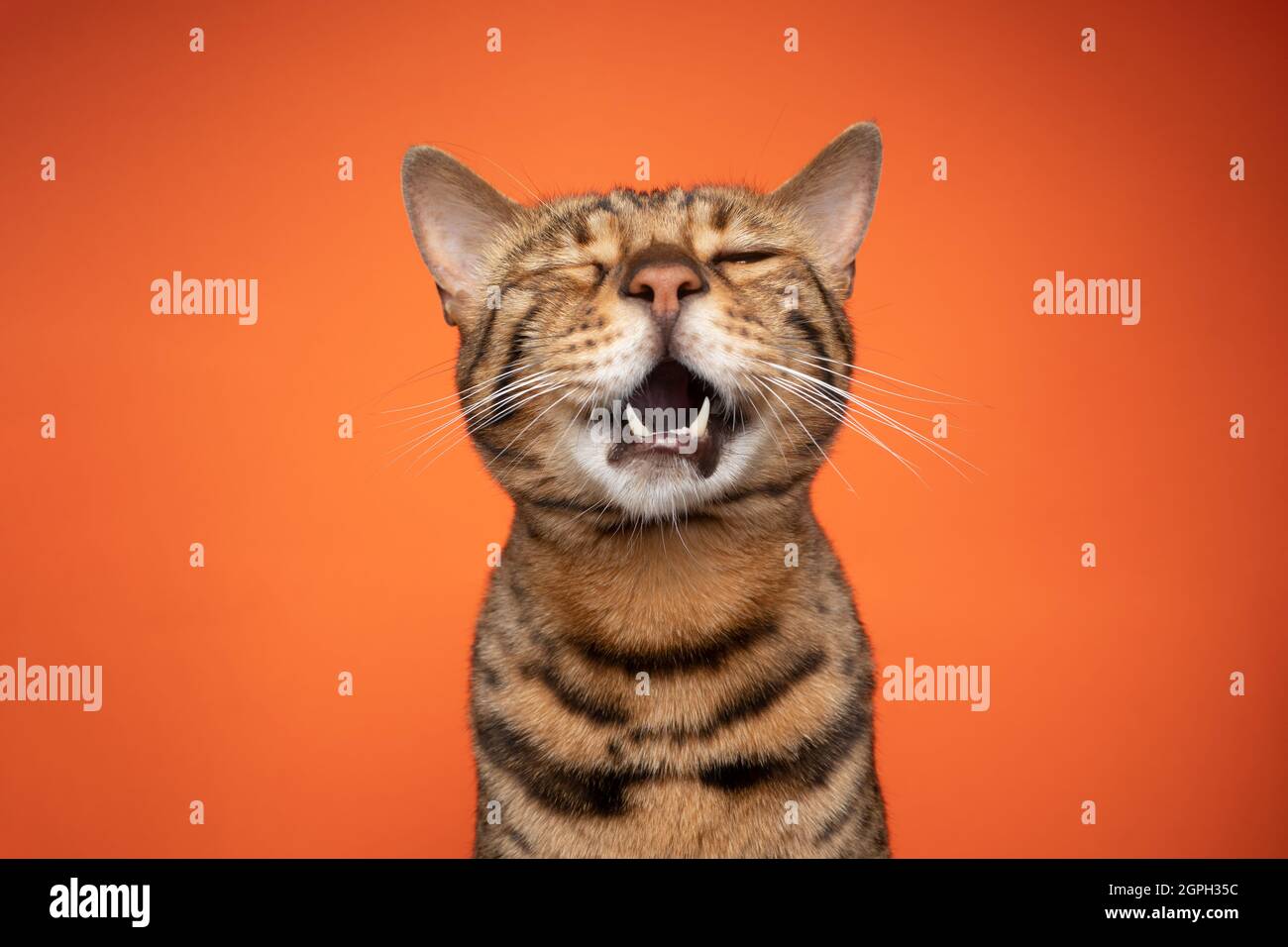 divertente ritratto di gatto bengala con bocca aperta cantando o piangendo su sfondo arancione Foto Stock