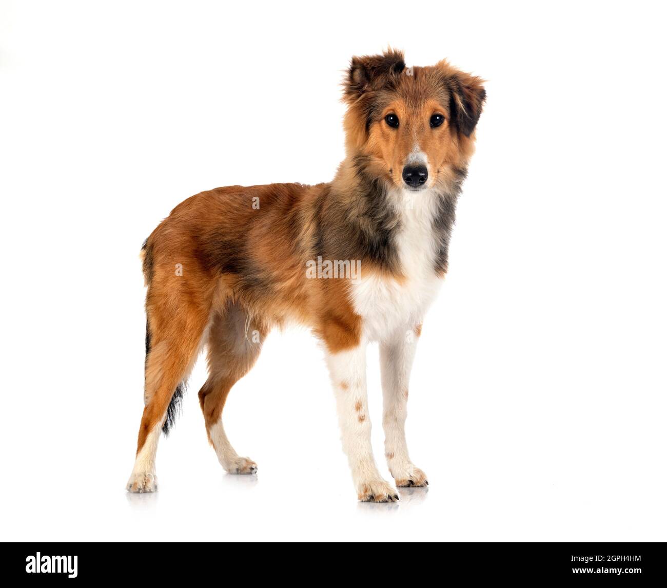 Shetland Sheepdog davanti a uno sfondo bianco Foto Stock