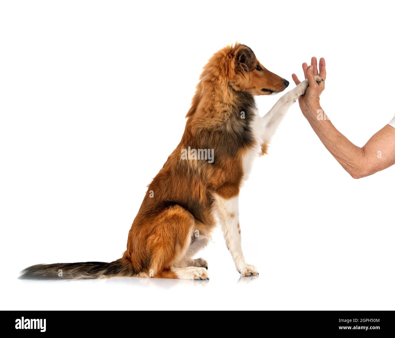 Shetland Sheepdog davanti a uno sfondo bianco Foto Stock