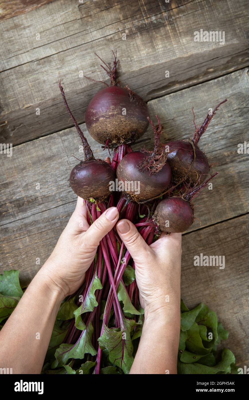 Le mani femminili tengono barbabietola succosa matura su un tavolo da cucina in legno. Il concetto di nutrizione organica e di vendemmia autunnale. Appartamento vista dall'alto l Foto Stock