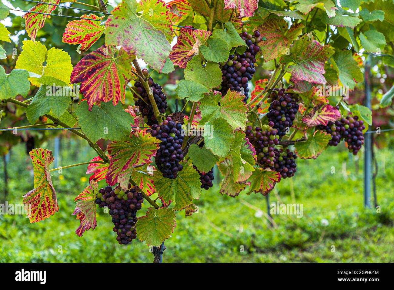 Cantina di Stokkebeye, Nyborg, Danimarca Foto Stock