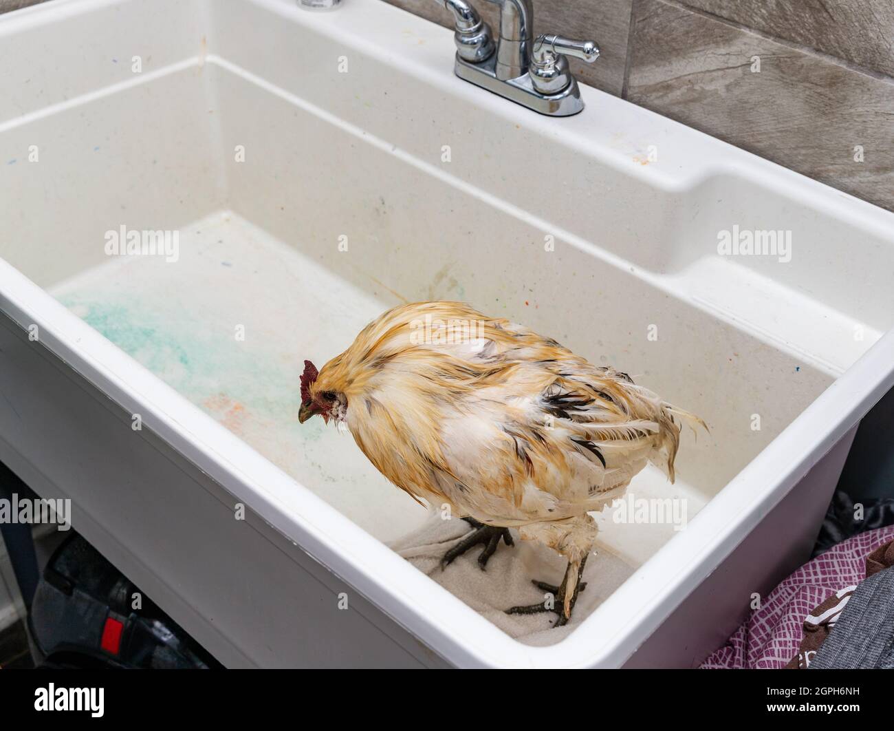 PET Chicken ottenere un bagno nel lavandino Foto Stock