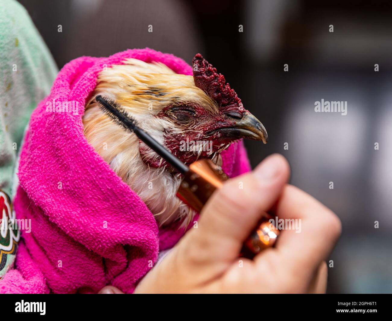 Primo piano del pollo dell'animale domestico che ottiene il loro viso spazzolato Foto Stock