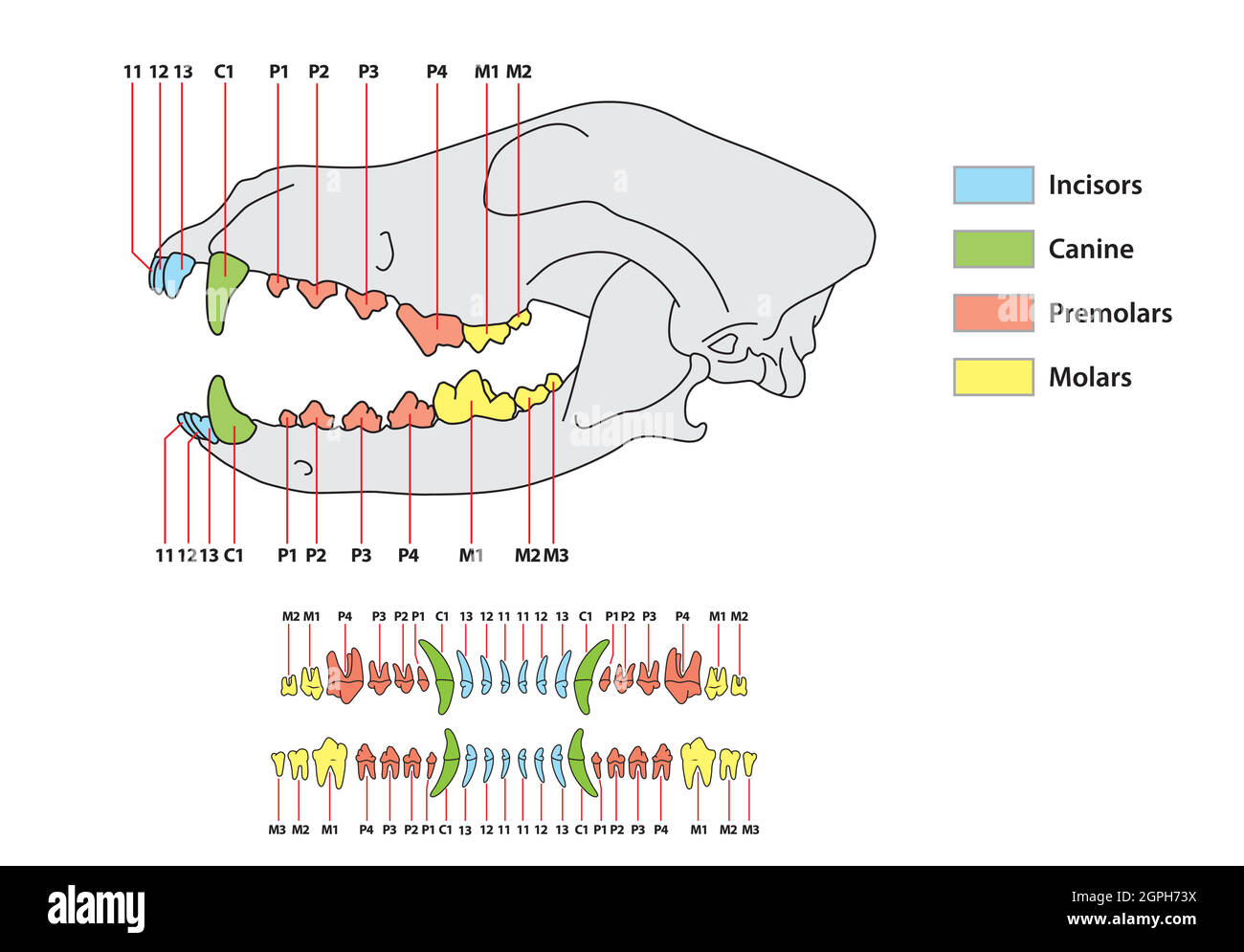 Costruzione di una formula dentale del dente del cane Illustrazione Vettoriale