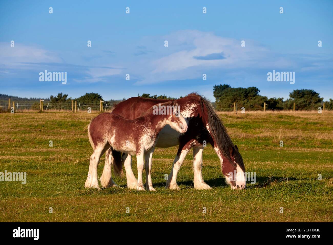 CLYDESDALE MARE E FALLO PASCOLO UN CAMPO A FINE ESTATE Foto Stock