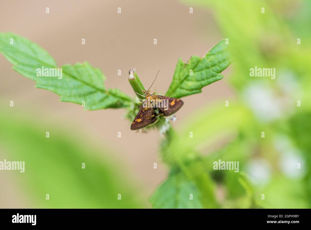 Mint Moth arroccato (Pirausta aurata) Foto Stock