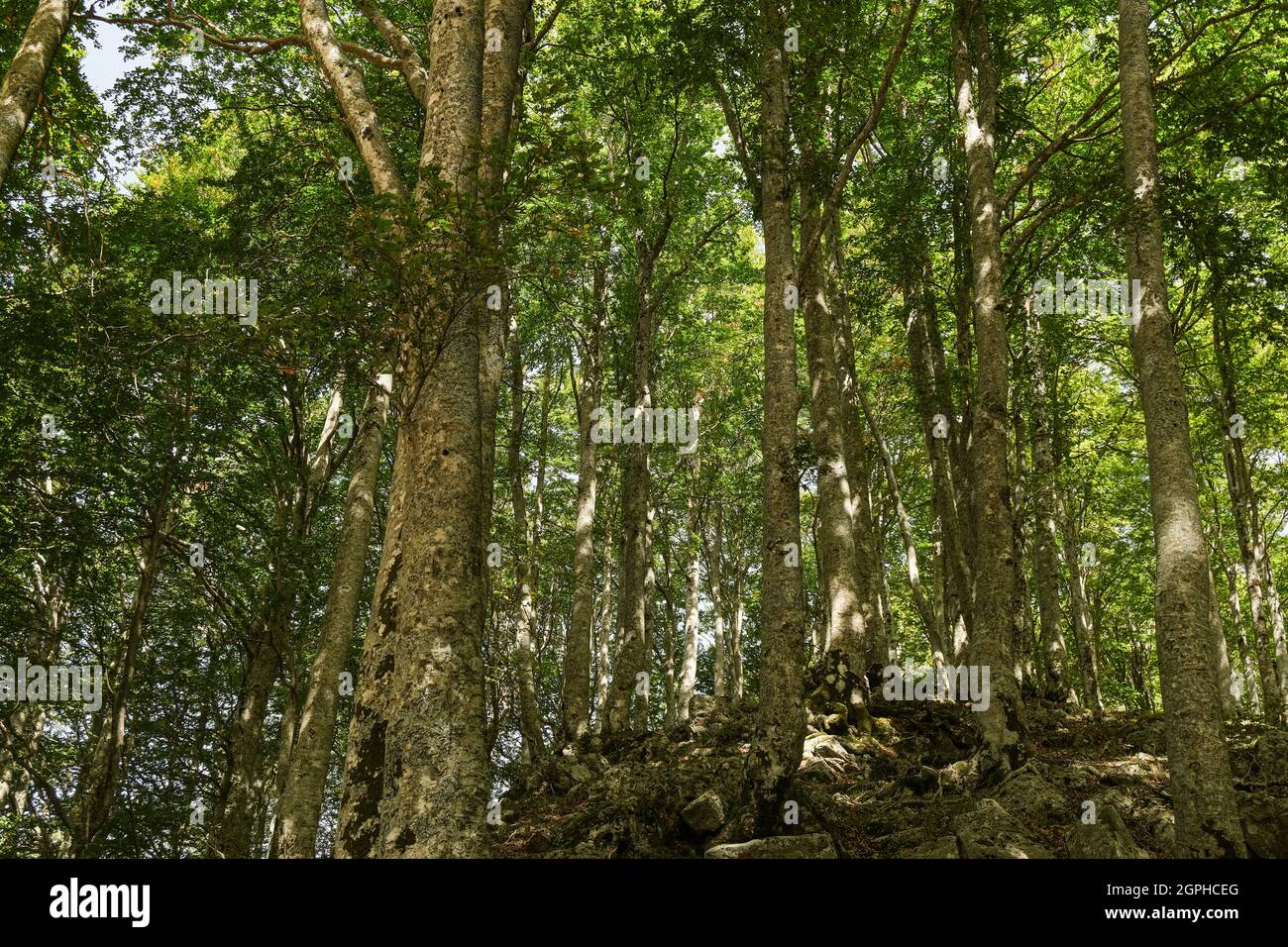 Selvaggio foresta di alberi di Faggio ecosistema in ambiente naturale crudo, sfondo naturale Foto Stock