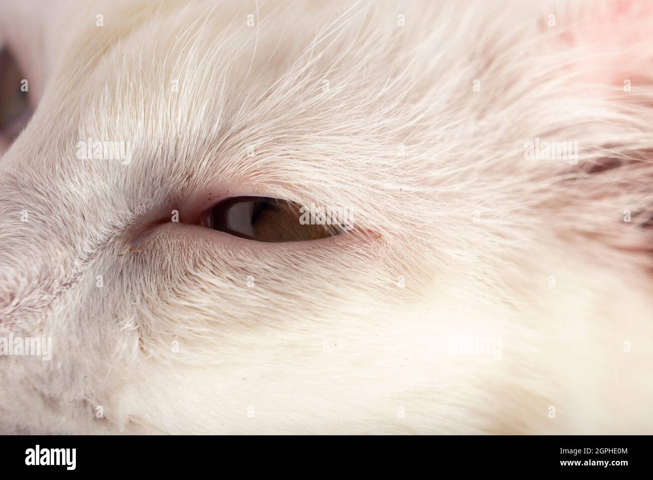 Occhi di gatto con pelliccia bianca Foto Stock