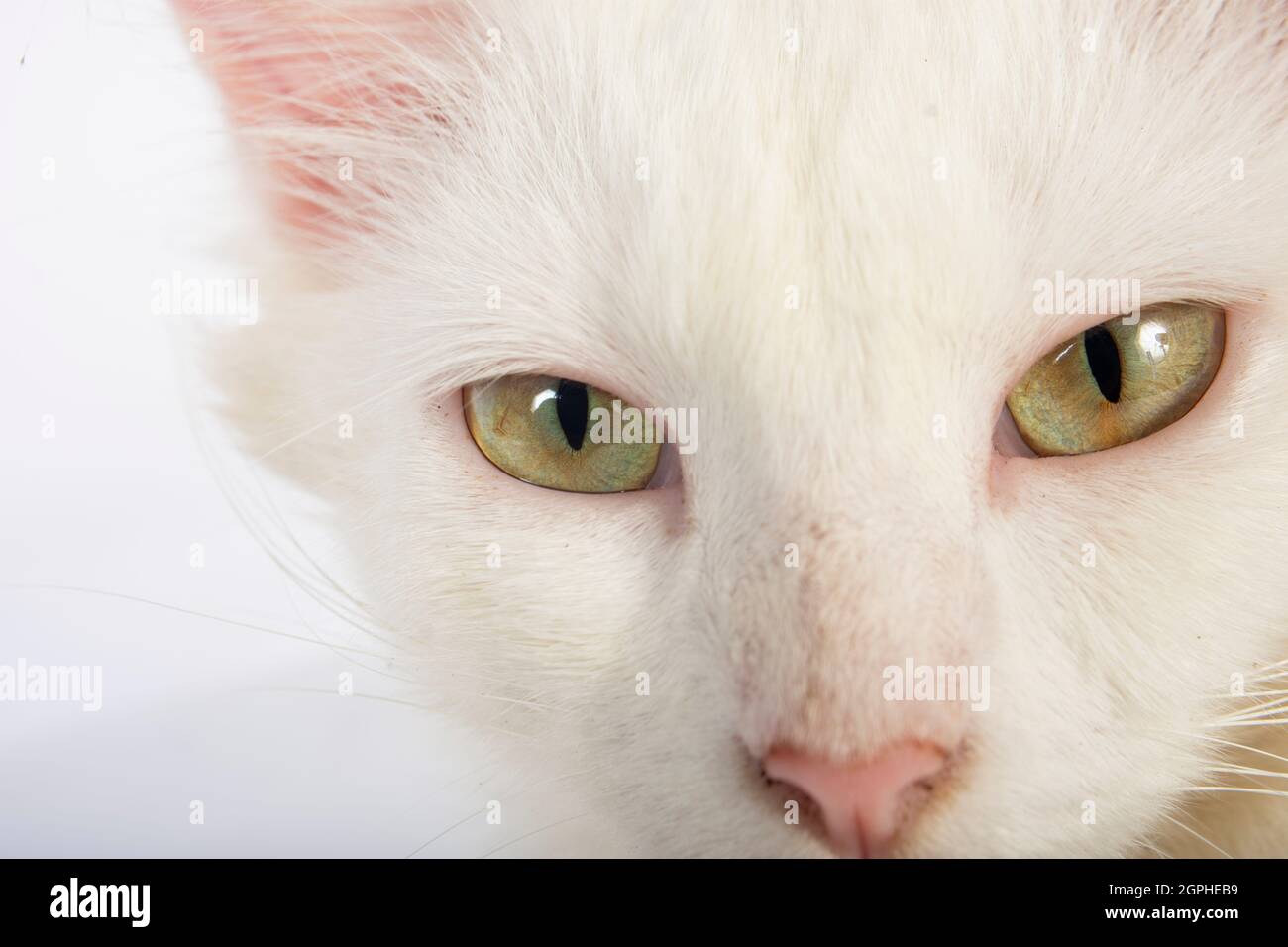 Occhi di gatto con pelliccia bianca Foto Stock