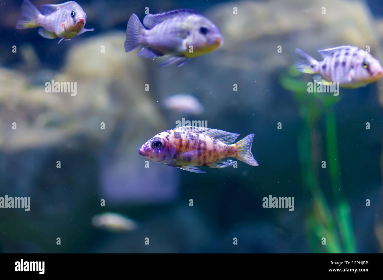 Aulonocara specie «OST Peacock» cichlids in cisterna per pesci. Il significato di OST è arancione. Foto Stock