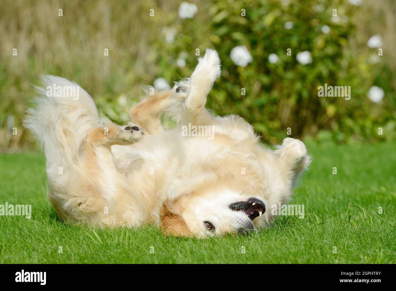 buon cane, golden retriever giacente sulla schiena sul prato in giardino Foto Stock