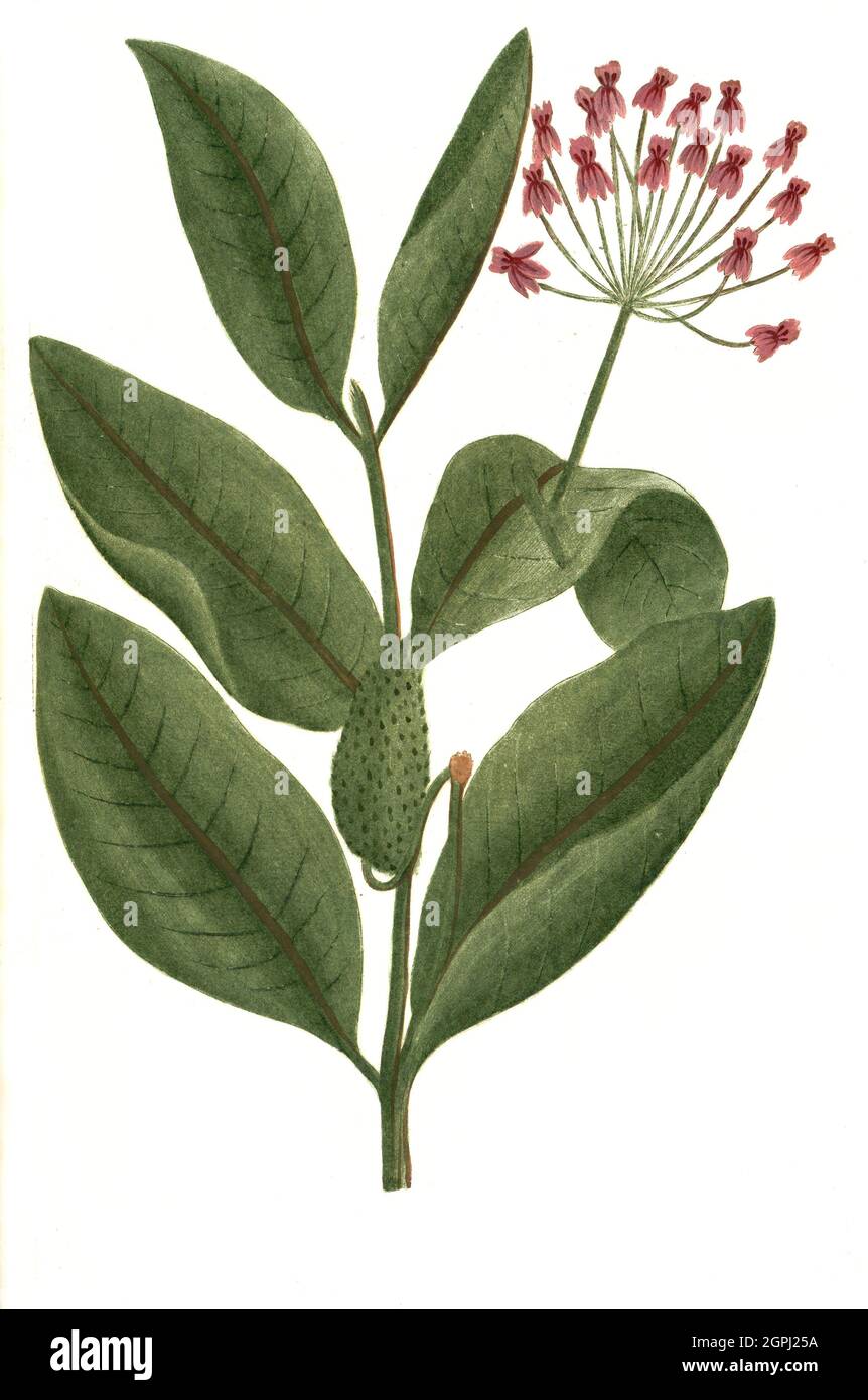 Apocynum, Blüten von Apocynum androsaemifolium / Apocynum androsaemifolium, il dogbane di fly-trap o di diffusione del dogbane, è una pianta di fioritura nell'ordine dei Gentianales, Phytanthoza iconographia, historische Pflanzenillustration aus dem um 1740 erschienen Buch, illustrazione digitale migliorata, pianta storica pubblicata intorno al 1740 Foto Stock