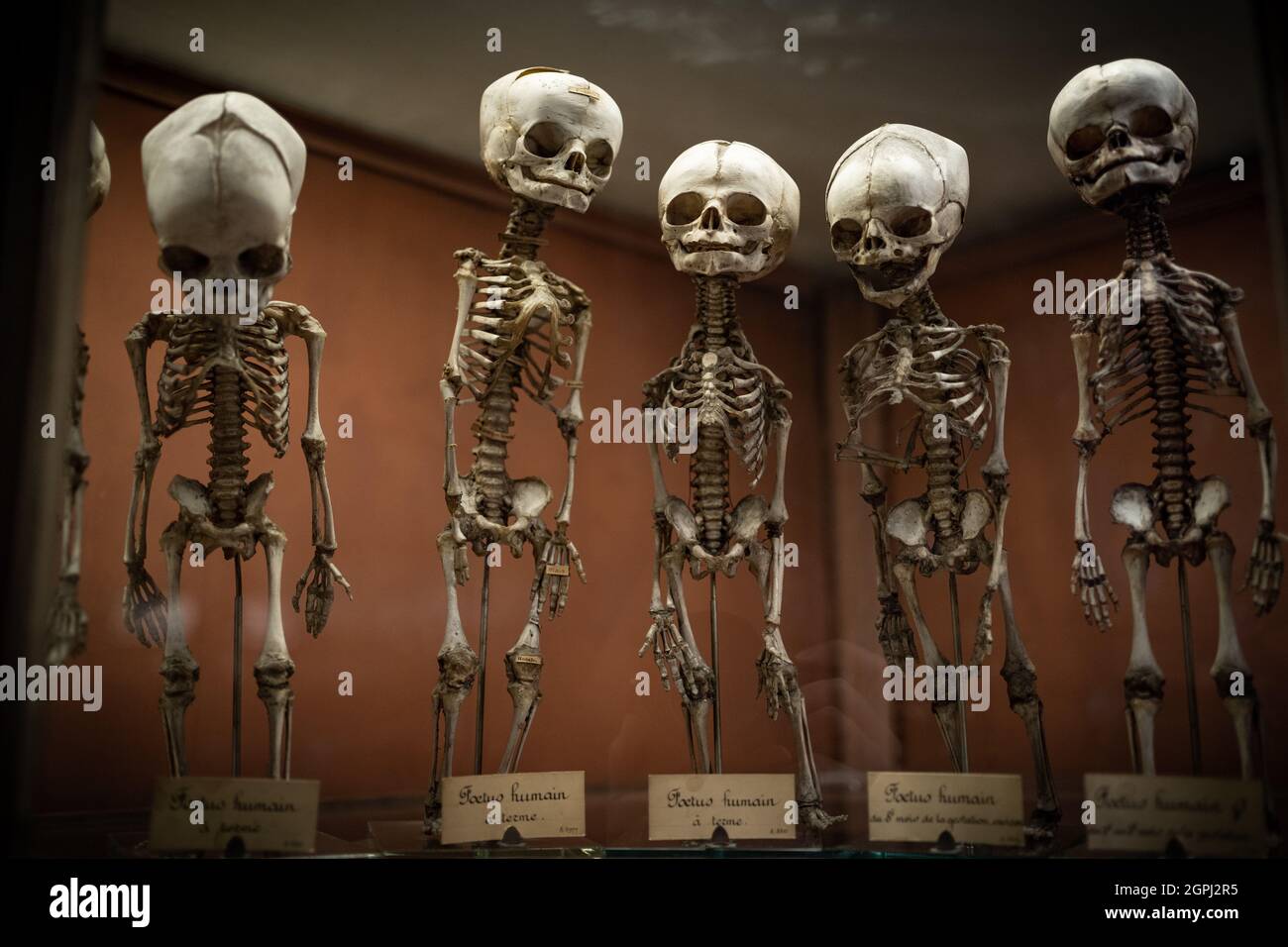 Scheletri nel Museo Nazionale di Storia Naturale di Parigi, Francia Foto Stock