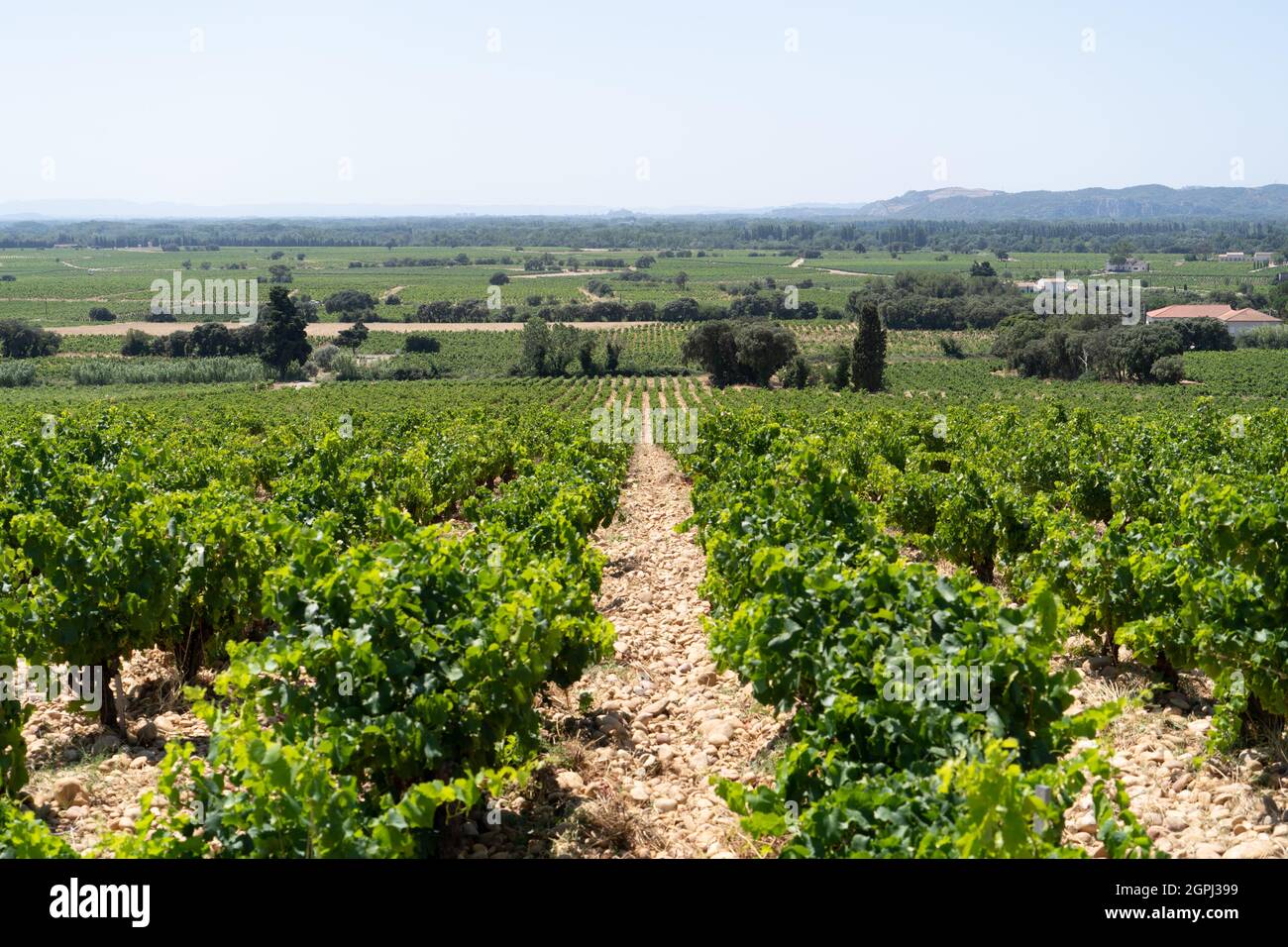 Vigneto a Chateauneuf-du-Pape, Francia Foto Stock