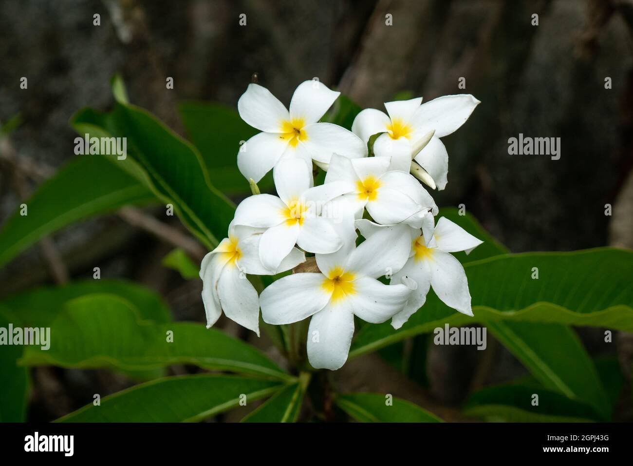 Plumeria Alba, fiore bianco con un bottone giallo nel mezzo nel Parco Tayrona, Colombia Foto Stock