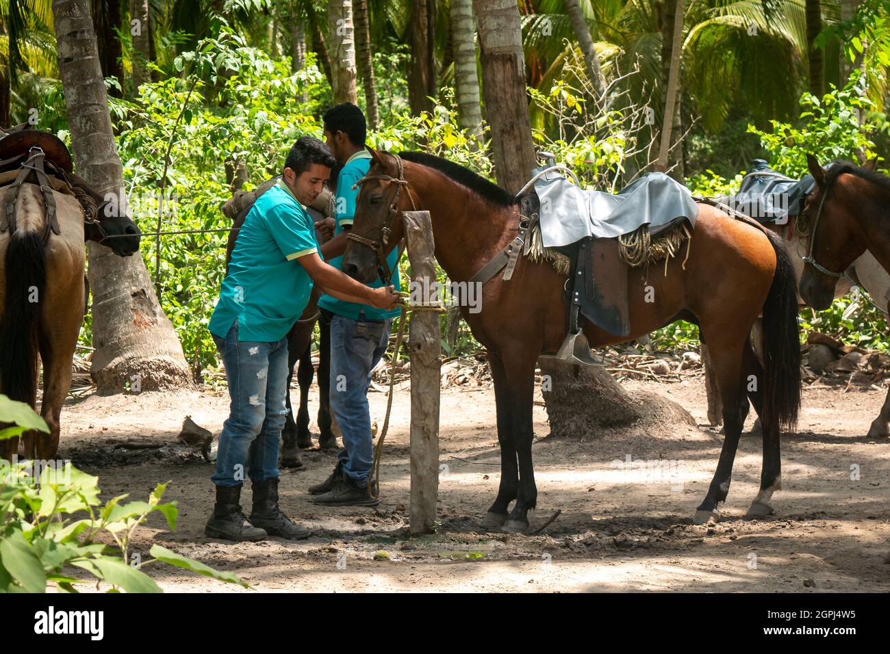 Santa Marta, Magdalena, Colombia - Maggio 22 2021: Alcuni stupidi e sfruttatori Latino uomini lavorano usando un triste cavalli che li affitta a miserabili turisti in Foto Stock