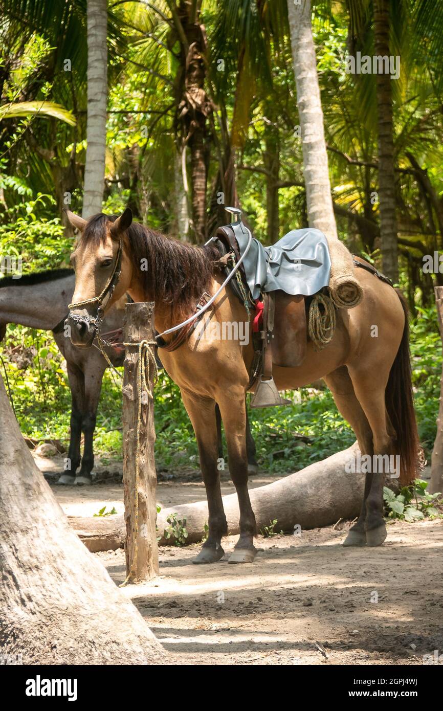 Sad Horse sfruttato con Saddle sulla sua schiena per portare i turisti sulla Tayrona Park Road, Colombia Foto Stock