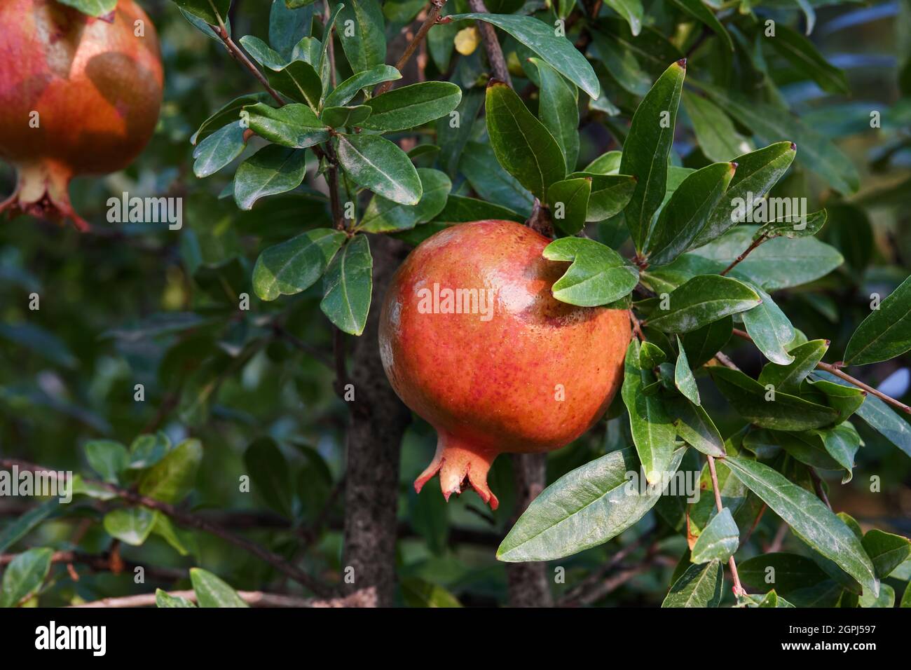Frutti di melograno maturi appesi sull'albero in giardino Foto Stock