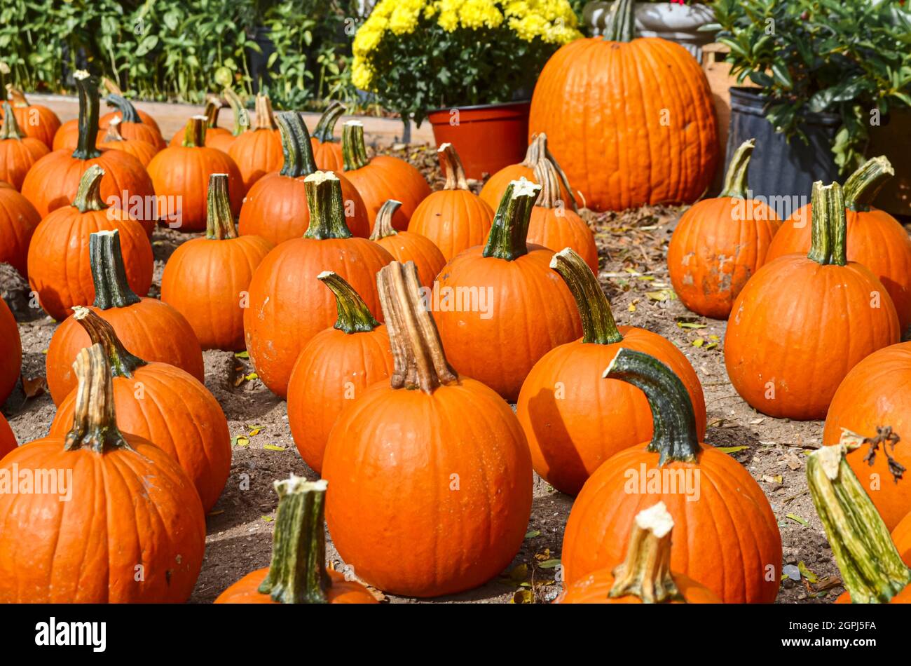 Zucche di autunno di arancio luminoso per la vendita in un locale stand fattoria. Foto Stock