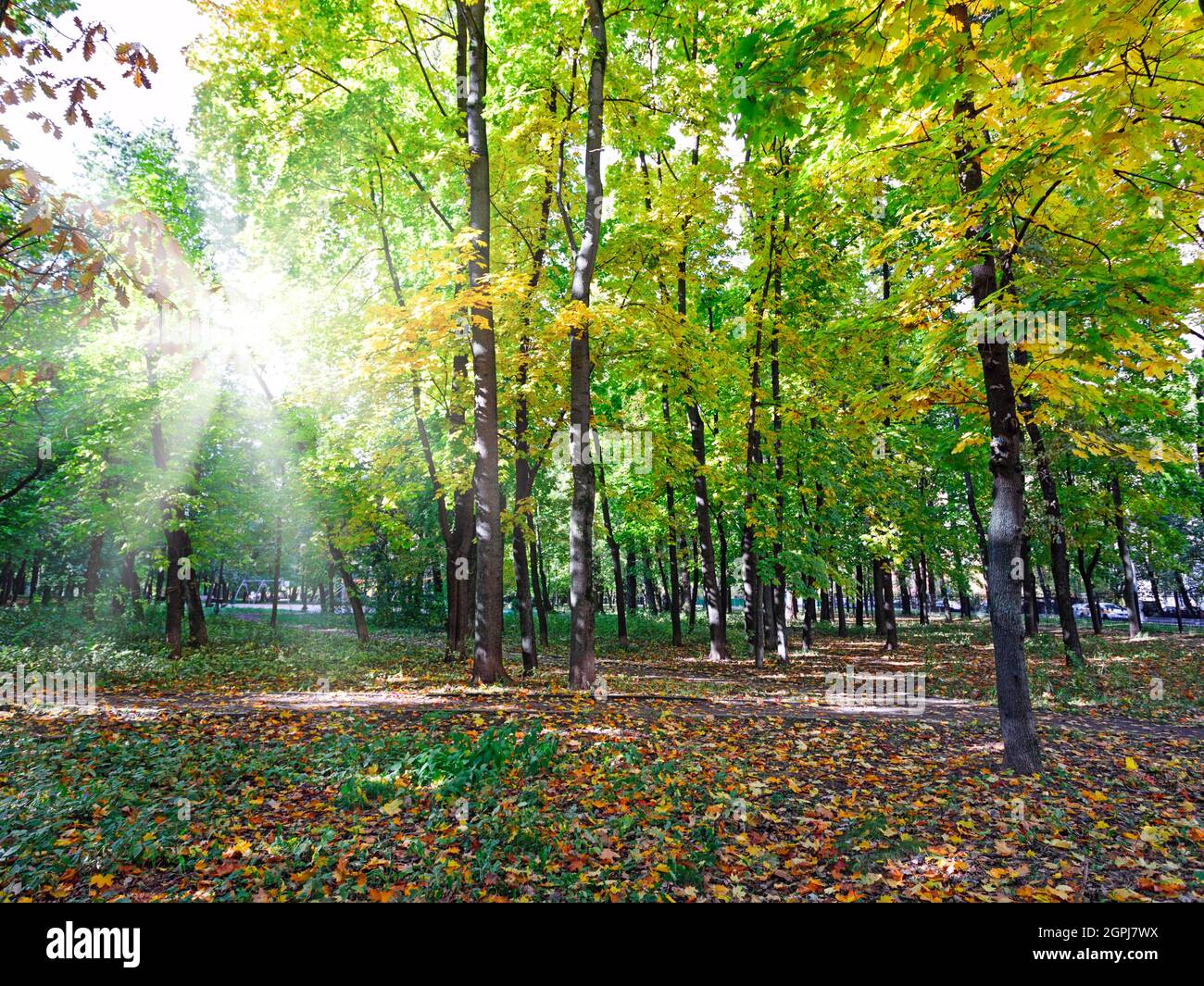 Bella verde colorato, arancione, giallo e marrone foglie sull'albero all'inizio dell'autunno che si trasforma lentamente da fresco verde estate a bello A. Foto Stock