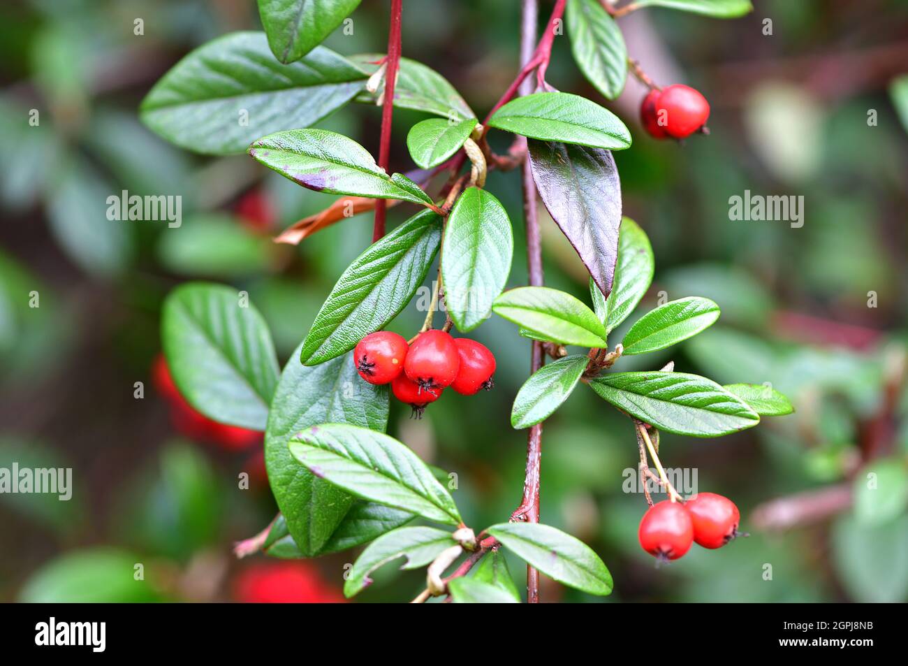 Vista ravvicinata del Cotoneaster di mirtilli (Cotoneaster dammeri) Foto Stock
