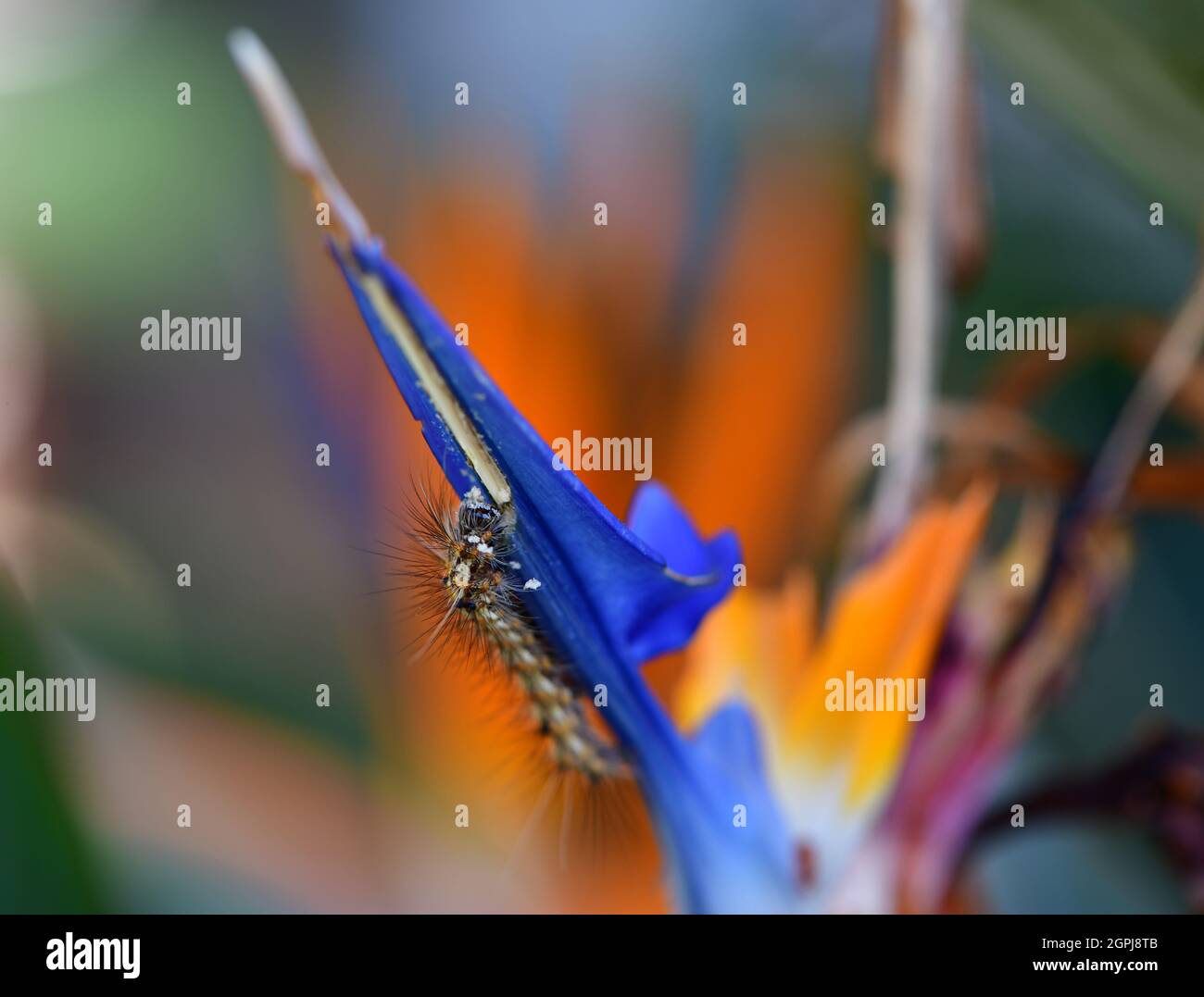 Vista ravvicinata del bruco su un fiore di gru (Strelitzia reginae). San Paolo, Brasile Foto Stock