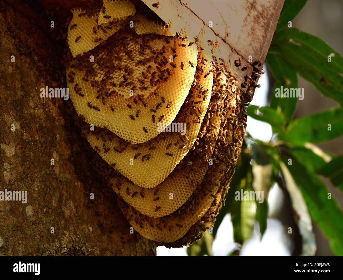 Primo piano di Beehive con api appese su un albero Foto Stock