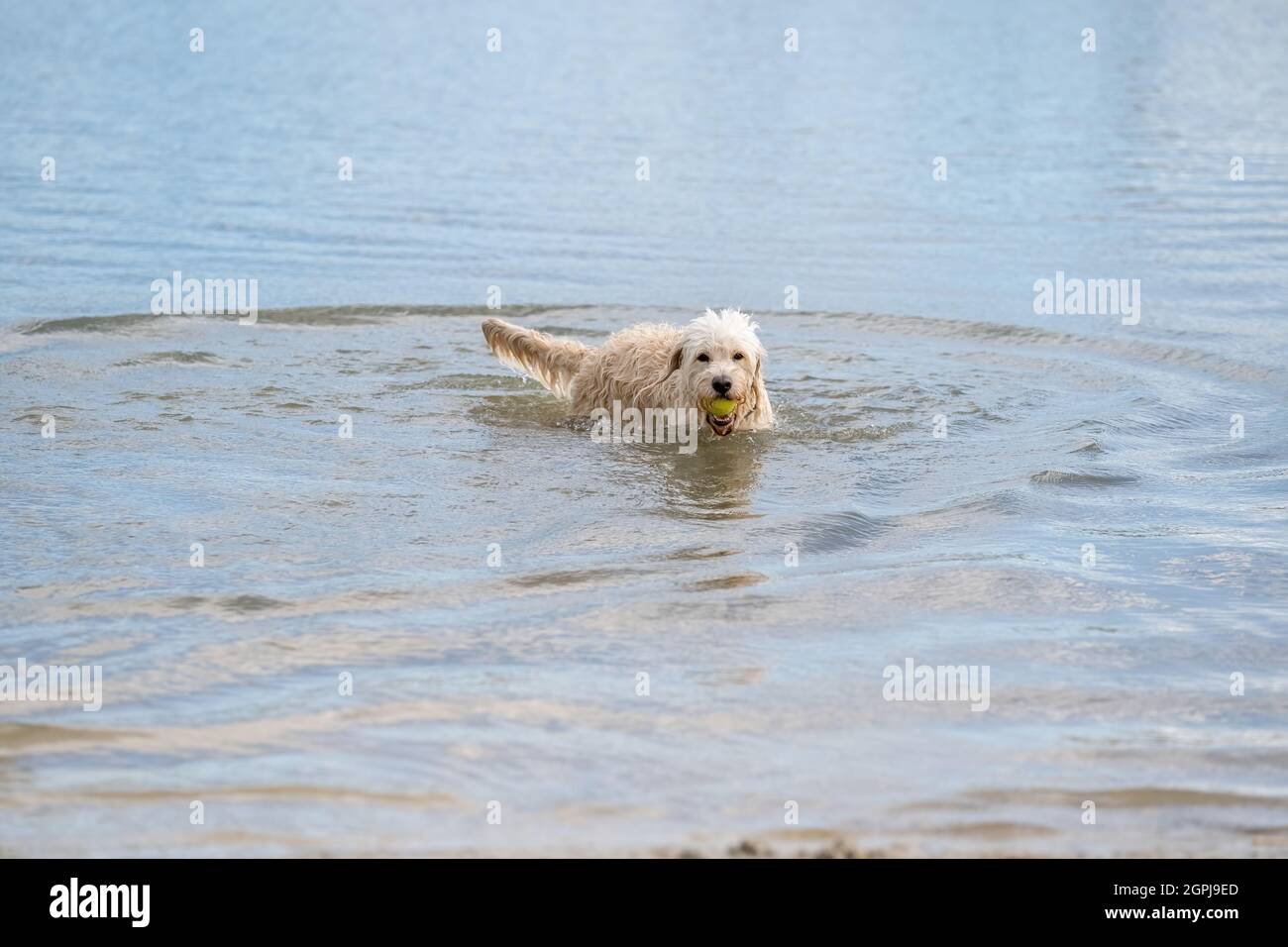 Labradoodle cane gioca con una palla gialla in bocca, in acqua. Il cane riccio bianco si erge nell'acqua blu. Foto Stock