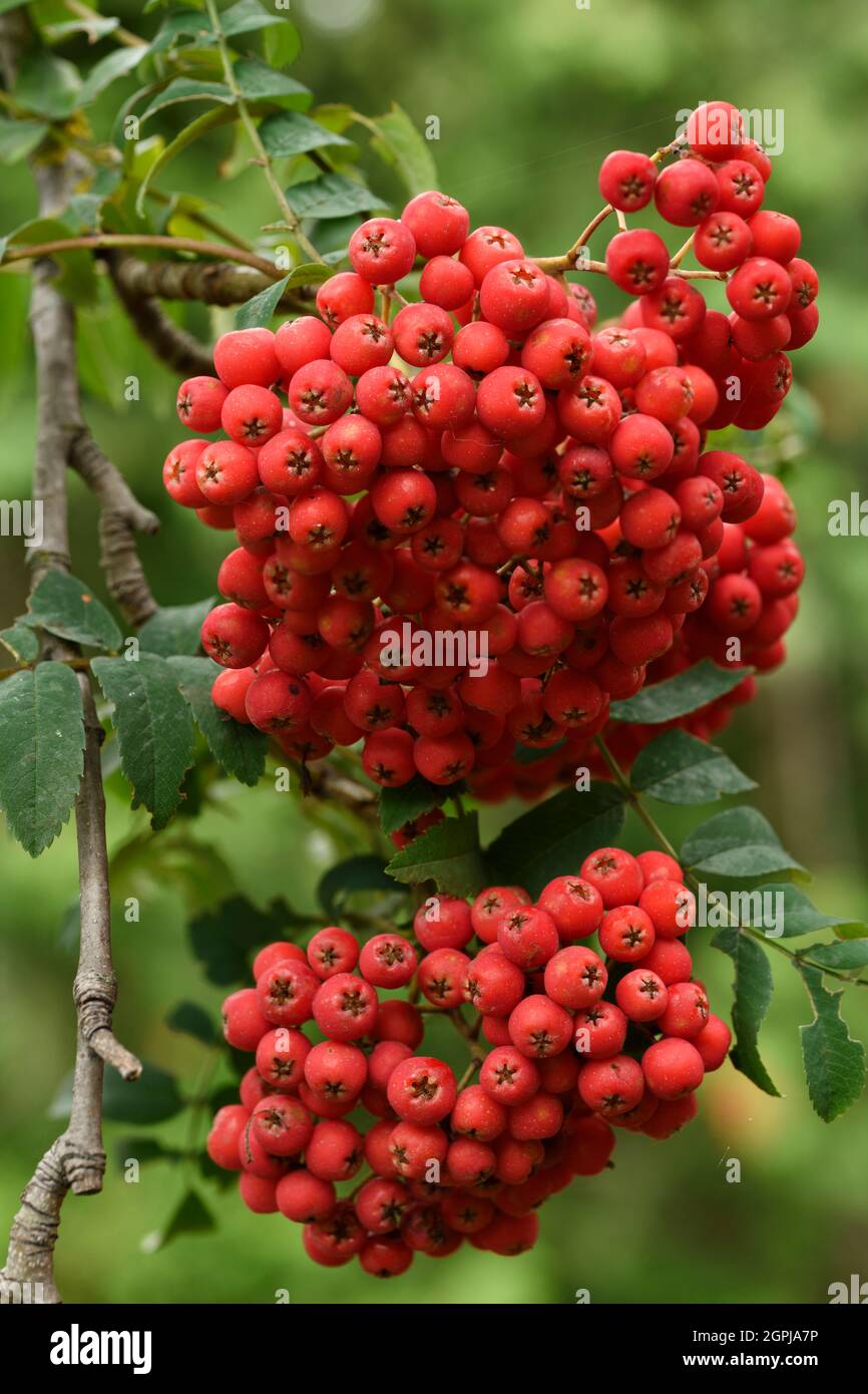 Cluster di rosso brillante cenere di montagna o Rowan frutti di bosco in autunno Foto Stock