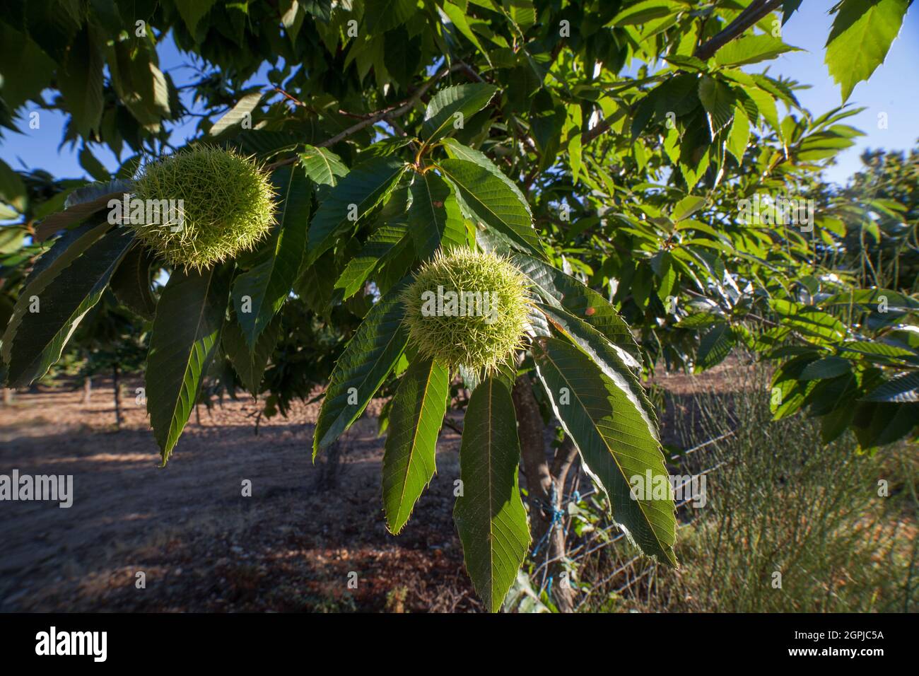 Frutta fresca di castagne dolci. Castanea sativa o castagno spagnolo a fine estate Foto Stock
