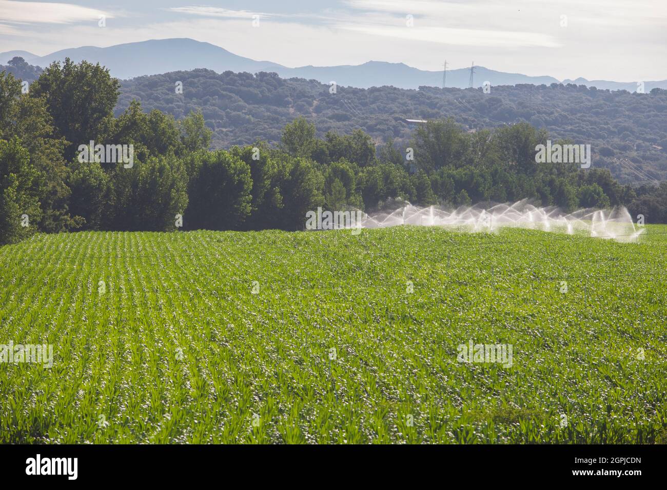 Irrigatori che irrigano i campi di mais. Alagon Riverside vista aerea. Montehermoso, Caceres, Extremadura, Spagna Foto Stock