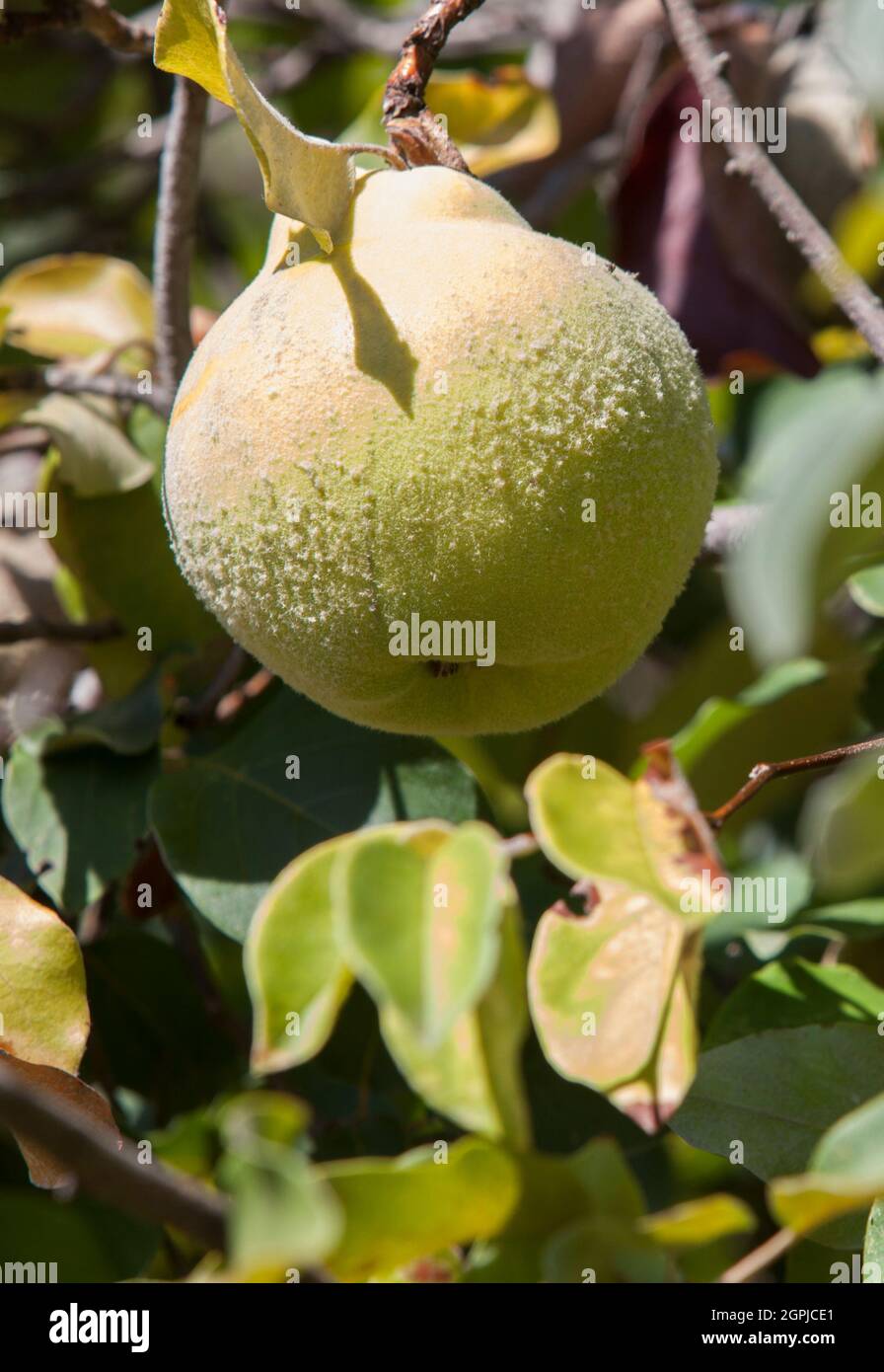 Foglie di mele cotogne con frutta matura. Oggetti immaturi ricoperti di capelli fini densi di colore grigio-bianco Foto Stock