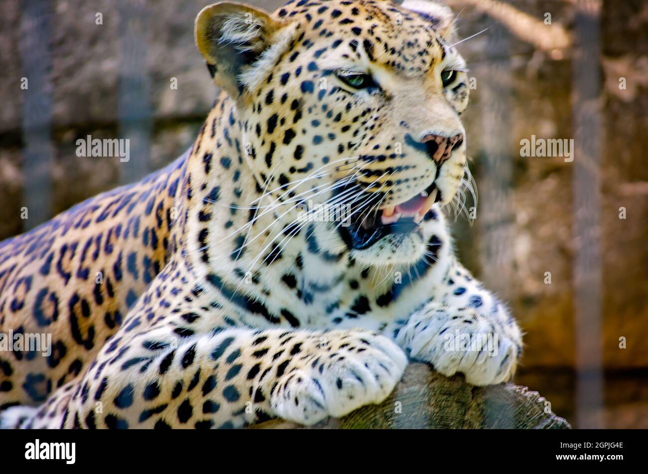 Un leopardo africano (Panthera pardus pardus) si trova su un ceppo allo Zoo di Memphis, 8 settembre 2015, a Memphis, Tennessee. Foto Stock