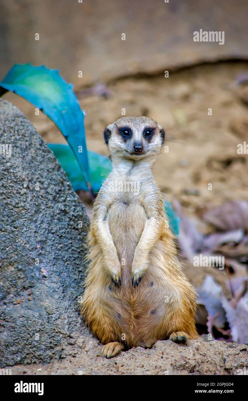 Un meerkat (Suricata suricatta) si trova al Memphis Zoo, 8 settembre 2015, a Memphis, Tennessee. Foto Stock