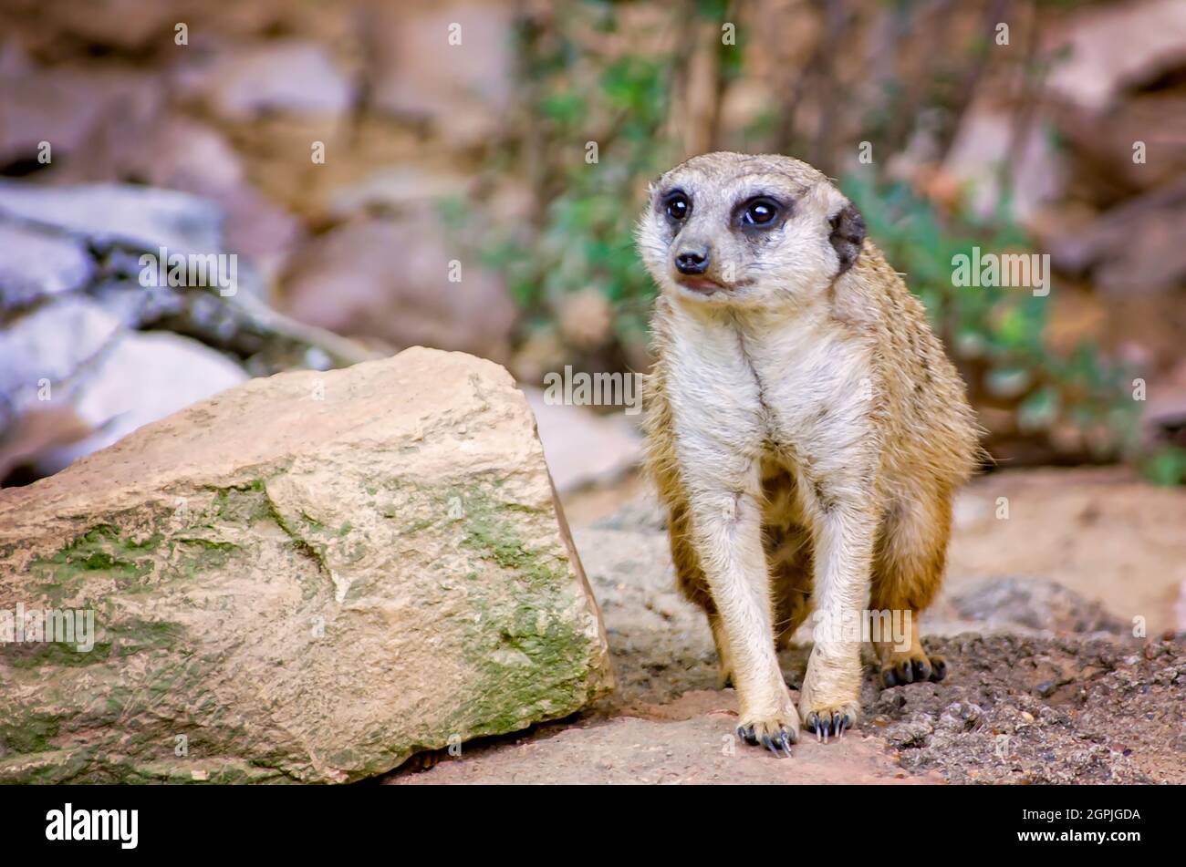 Un meerkat (Suricata suricatta) è raffigurato allo Zoo di Memphis, 8 settembre 2015, a Memphis, Tennessee. Foto Stock
