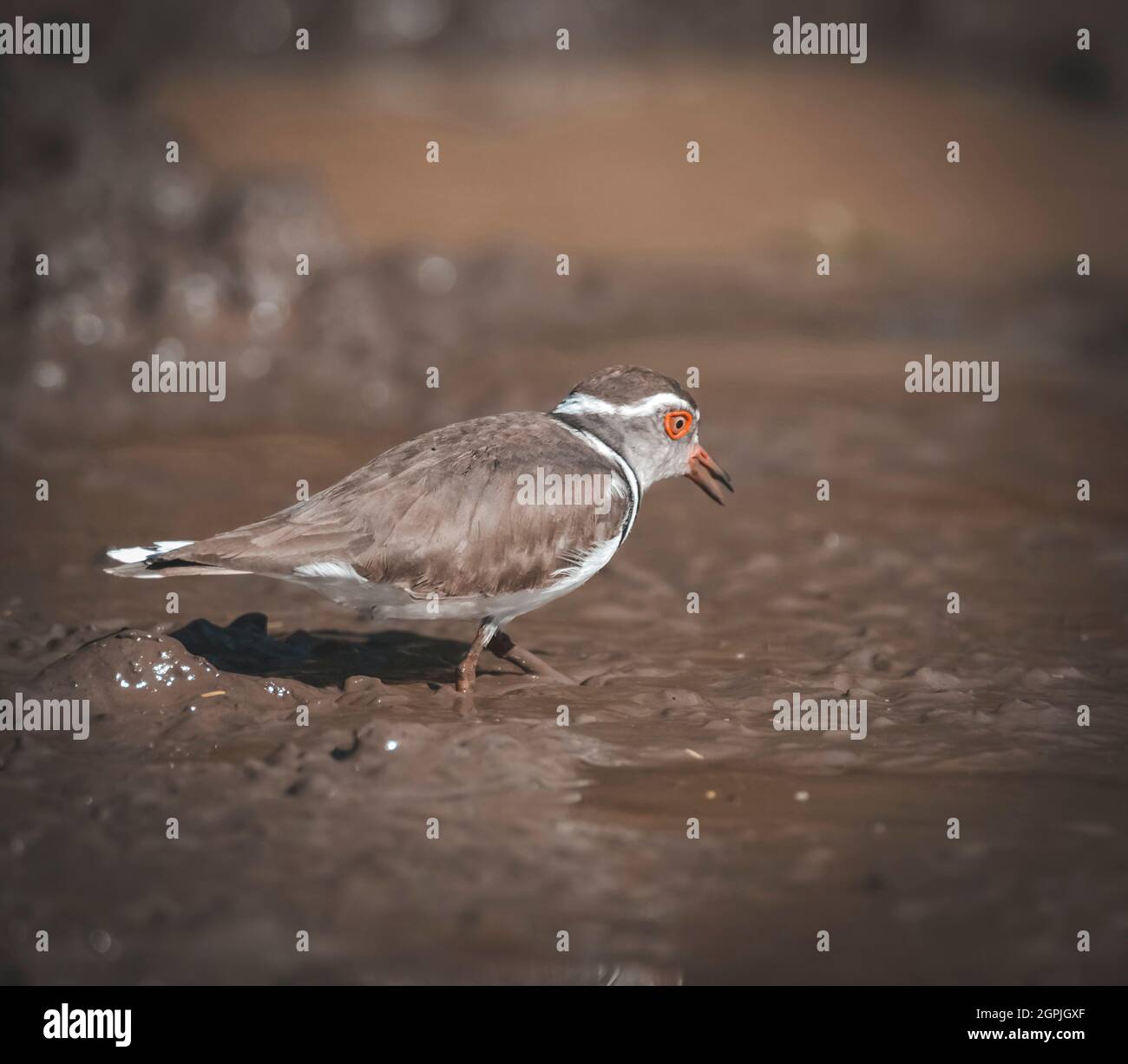 Tre bande di plover, (Charadrius tricollaris), Parco Nazionale Kriger, Sudafrica. Foto Stock