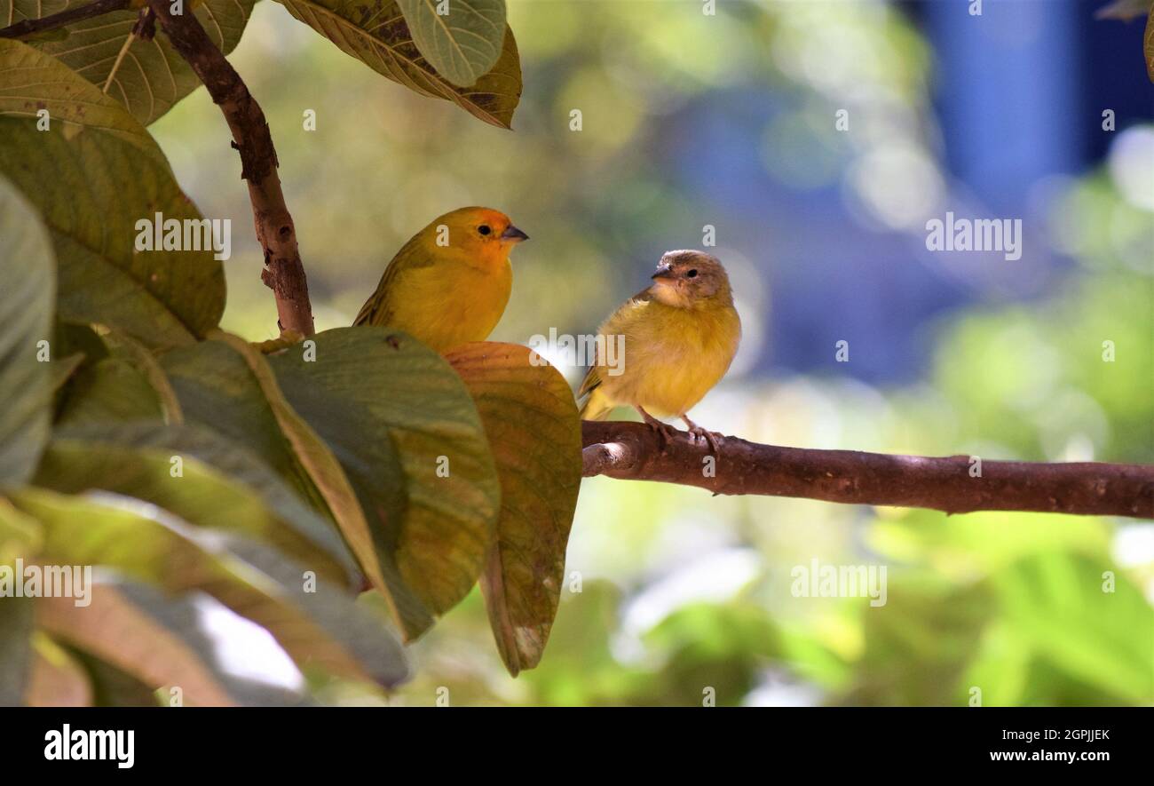 Canarinhos (sicalis flaveola) Foto Stock