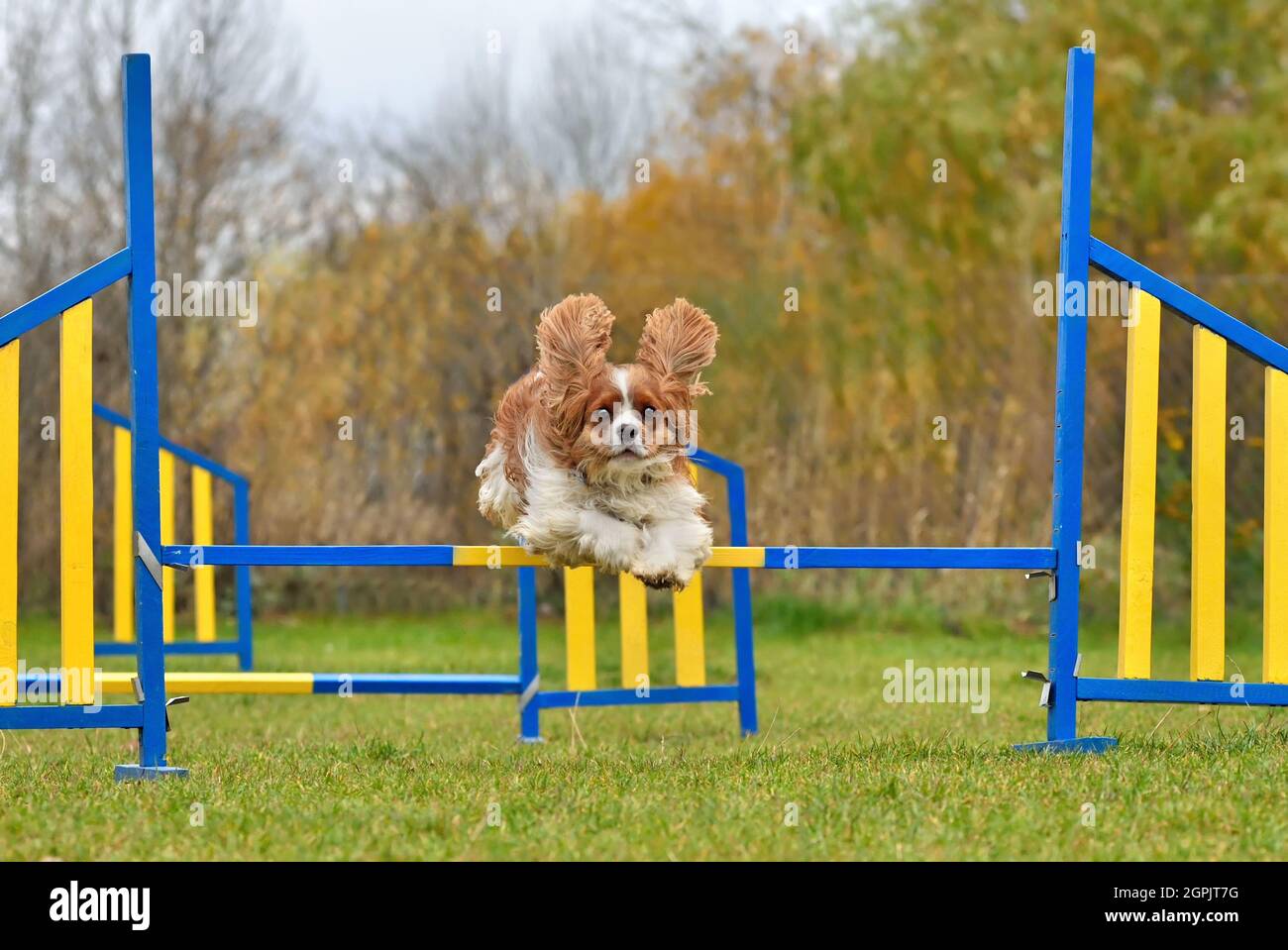 Divertente Cavalier re Charles Spaniel saltare oltre la recinzione in agilità di formazione Foto Stock