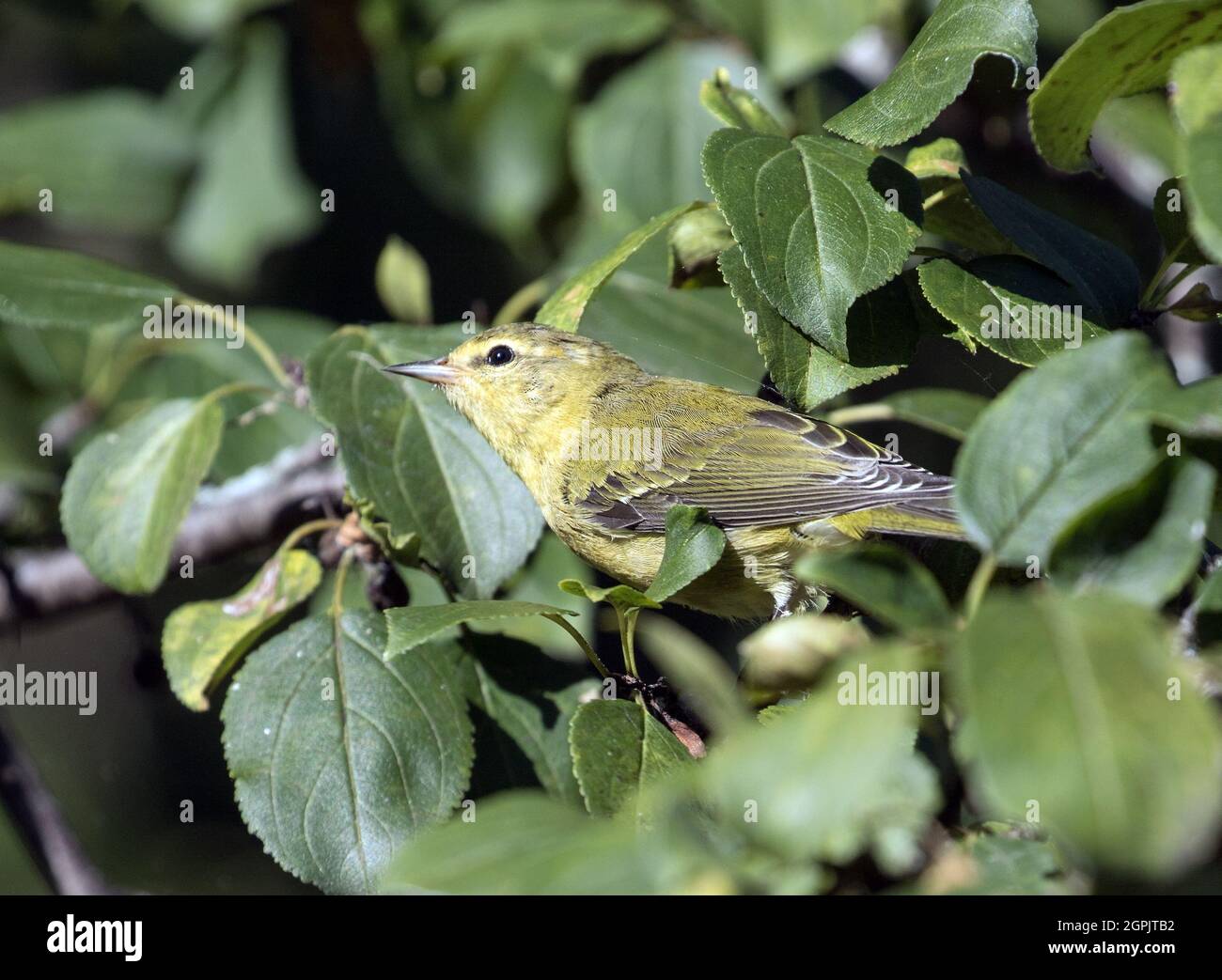 Primo piano di Tennessee Warbler sul ramo frondoso durante la migrazione autunno in Ontario, Canada.Nome scientifico di questo uccello è Vermivora peregrina Foto Stock