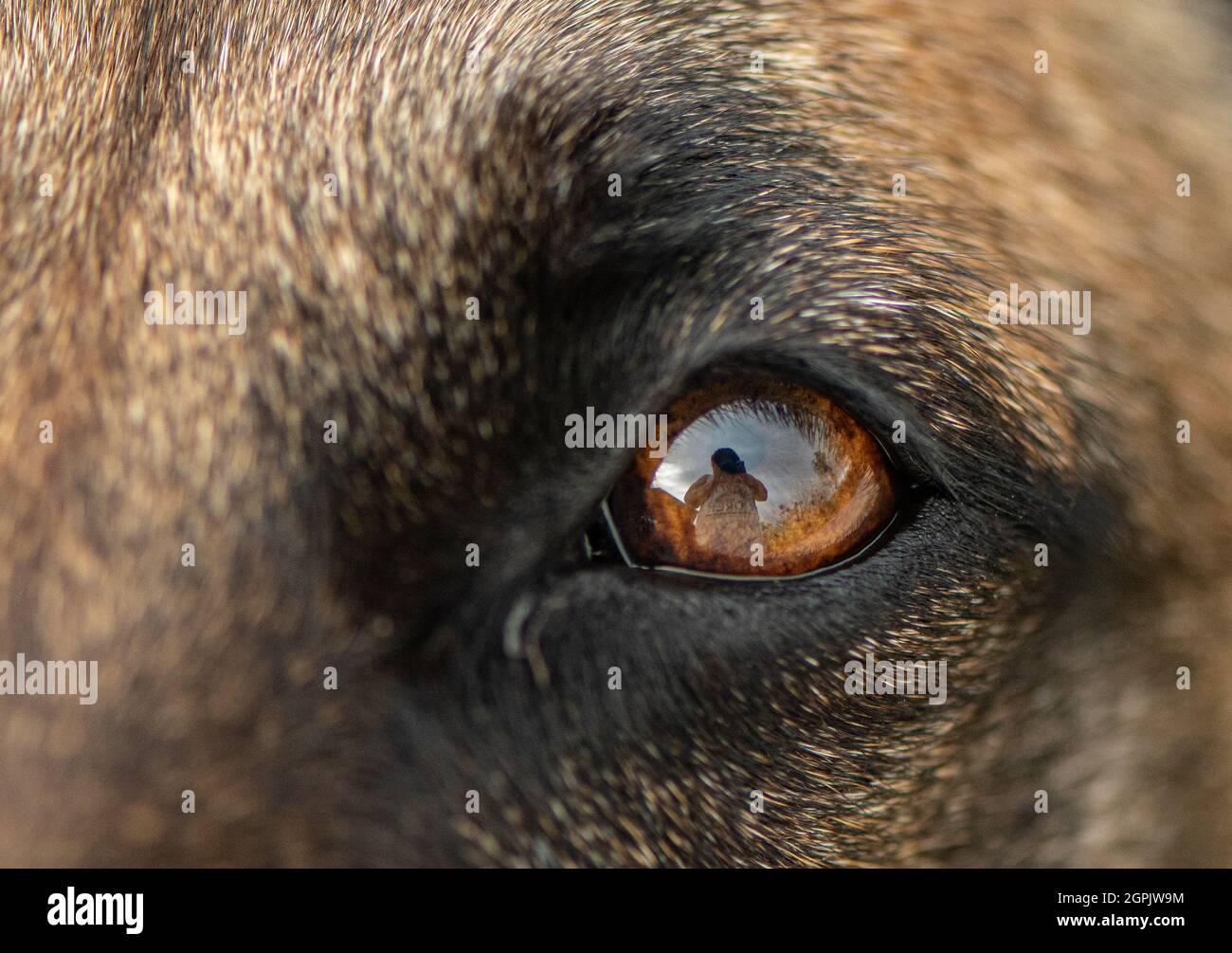 Occhio di cani Foto Stock