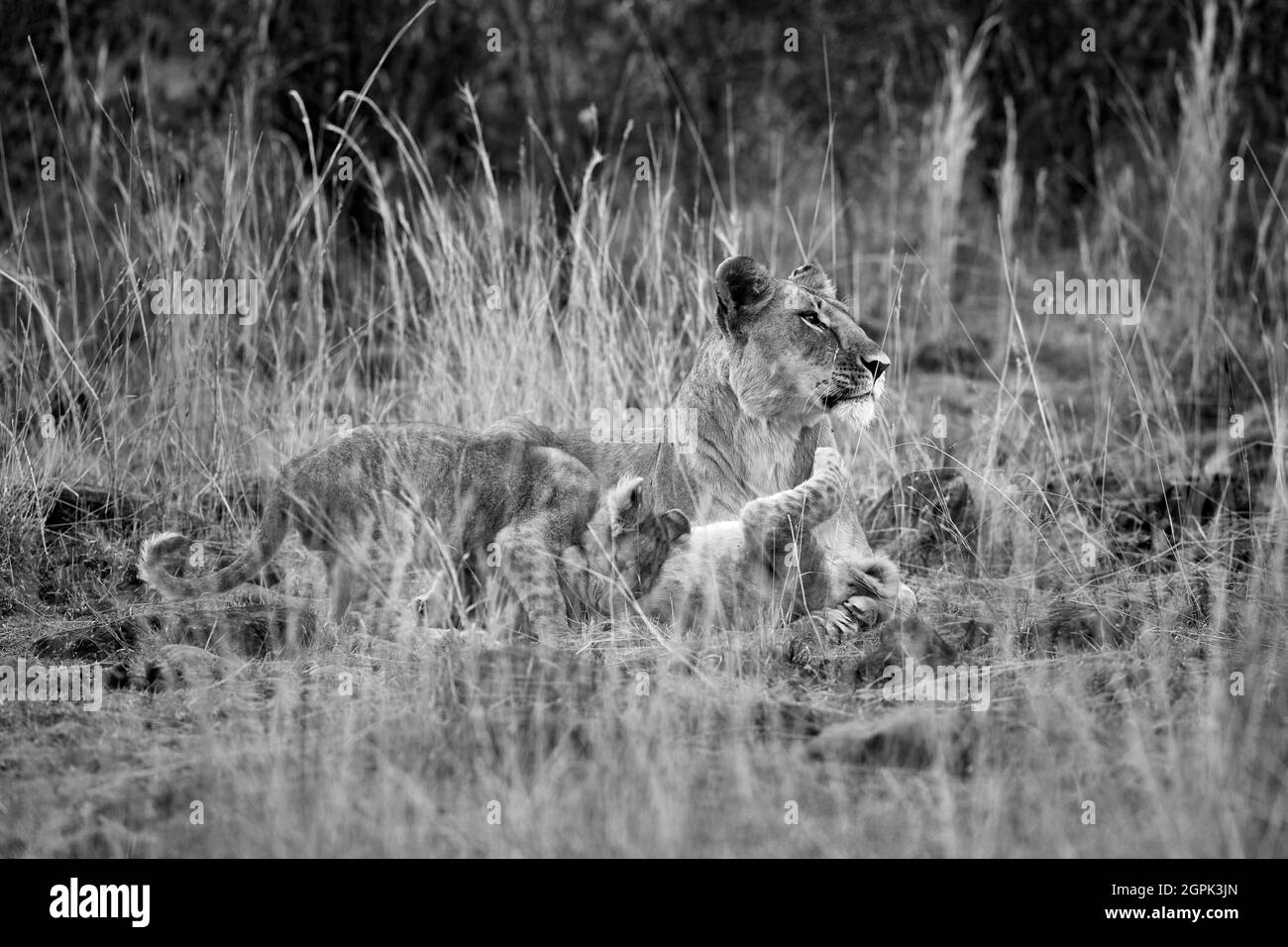 Lionessa (Panthera leo) con due cubetti in erba lunga a Masai Mara, Kenya Foto Stock