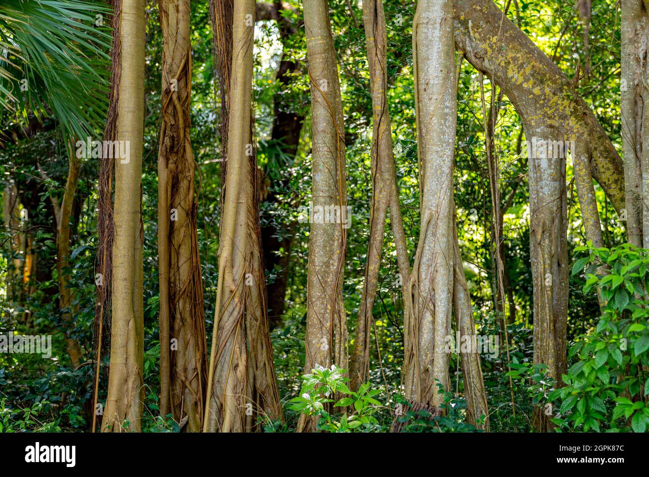 Florida Ficus aurea albero nei boschi Foto Stock