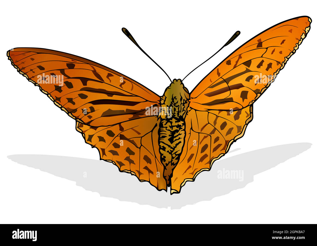 Argynnis anadyomene farfalla Illustrazione Vettoriale