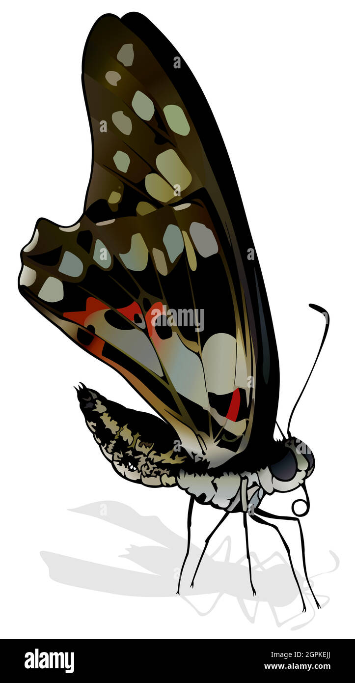 Comune Jay Butterfly Illustrazione Vettoriale
