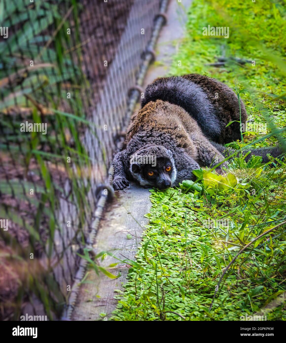 Uno scenario interessante di due Sifaka Lemur's. Foto Stock