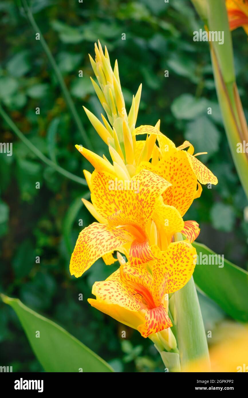 Fiori gialli macchiati di canna infiorescenza su sfondo verde sfocato in formato verticale Foto Stock